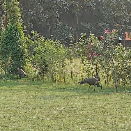 Nature Homestay Варанаси Экстерьер фото